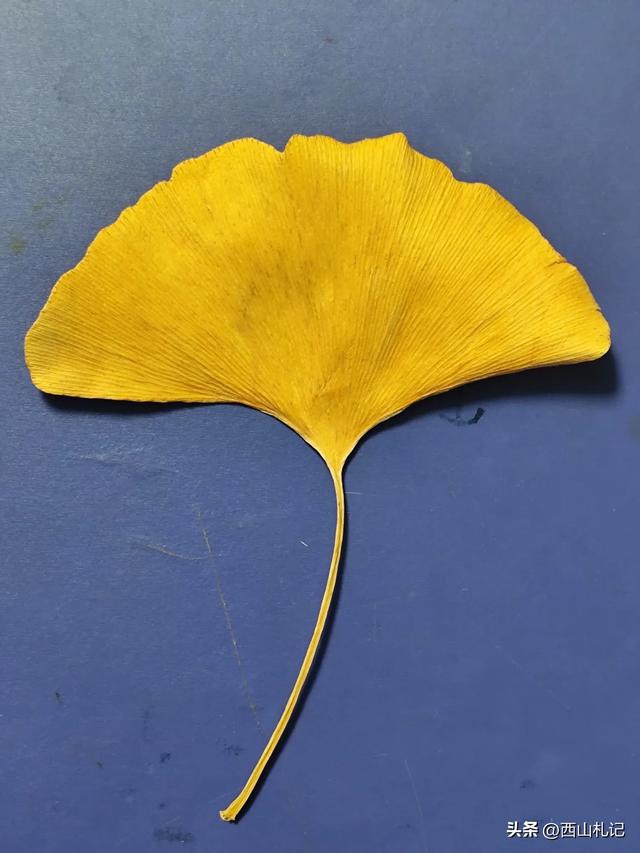 五线小城里的银杏大道，美翻全网的深秋景色原来在这里