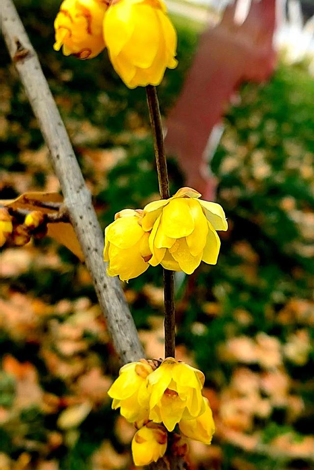 周末一日游 | 西安冬日8个免费赏腊梅好去处