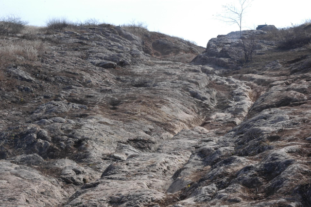 当黄河映驼影，这一刻仿佛穿越了丝路时光！