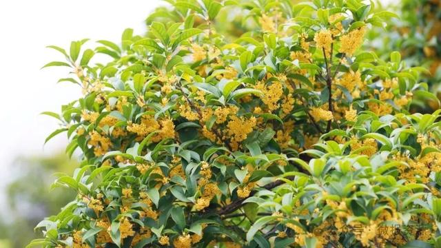 国庆假期桂北这个县的桂花树应时盛放 金粟满枝香溢全城