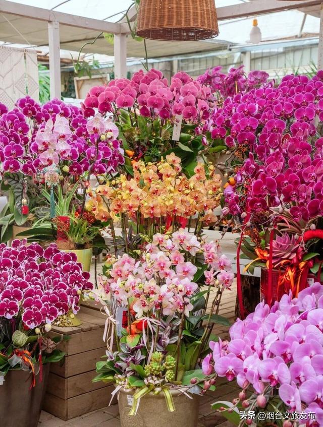 【乐游烟台】周末好去处丨全是花花！烟台神仙小店被花包围了