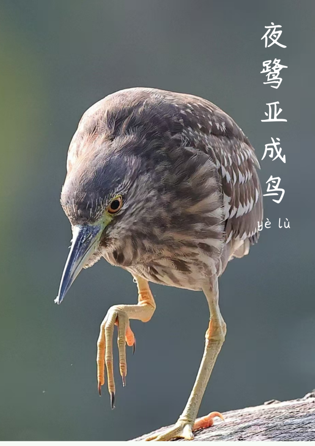 成都市中心竟藏着一个观鸟天堂？来这座公园偶遇20种留鸟！