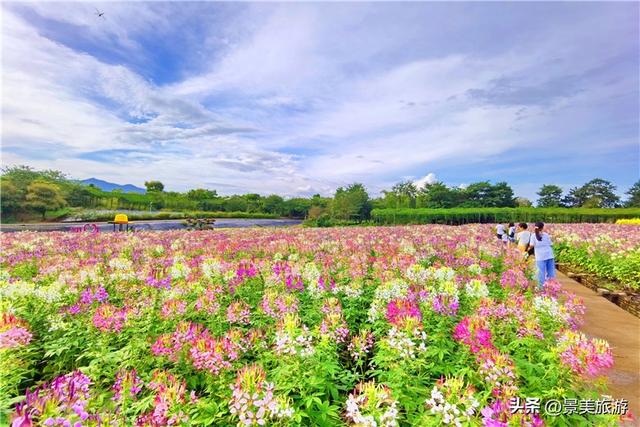 佛山卡玛缤纷花世界金秋茶花盛宴,邀你共赴一场国色天香之约