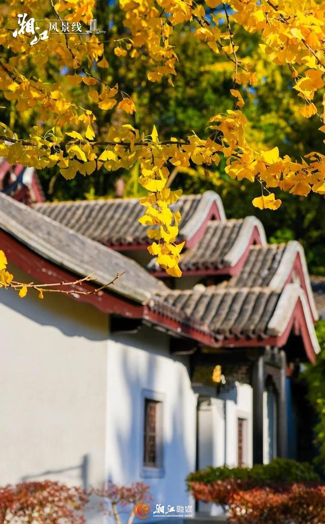 长沙银杏浓度即将达到100%！这波“小确杏”你要接住→