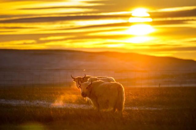 锡林浩特，雪域里的足迹