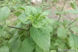 民间俗称“血封草”，止血效果杠杠的，在农村遍地是，你家乡就有图片