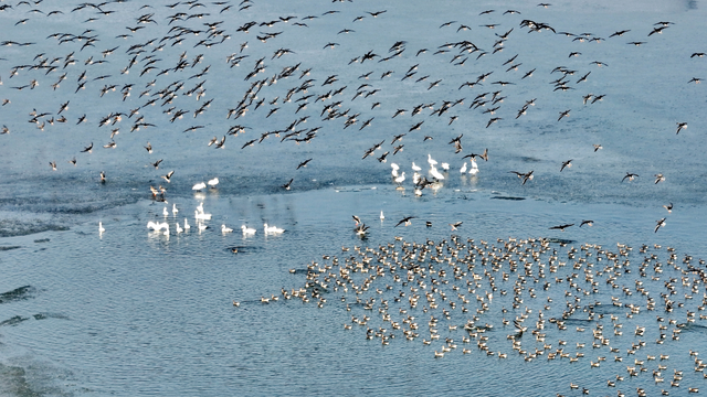黄河入海 大美垦利 | 东营垦利观鸟贴心攻略