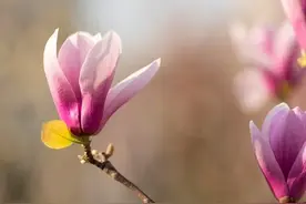 退休的都懂，我退休满一年，忘记社保认证，社保局的反应让我惊讶图片