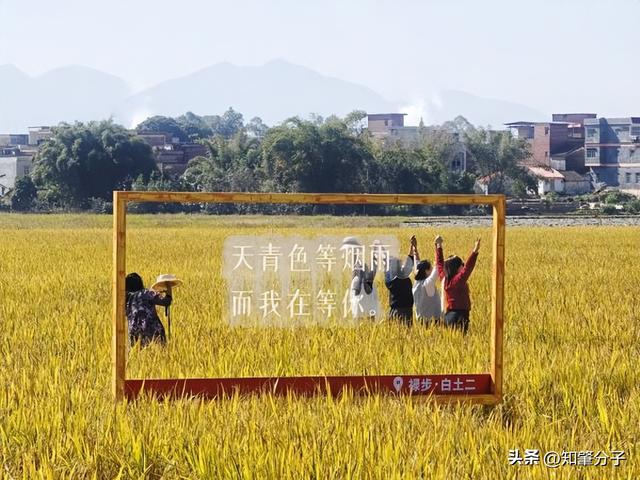 肇庆高要：稻香邀客来 冬日享秋色