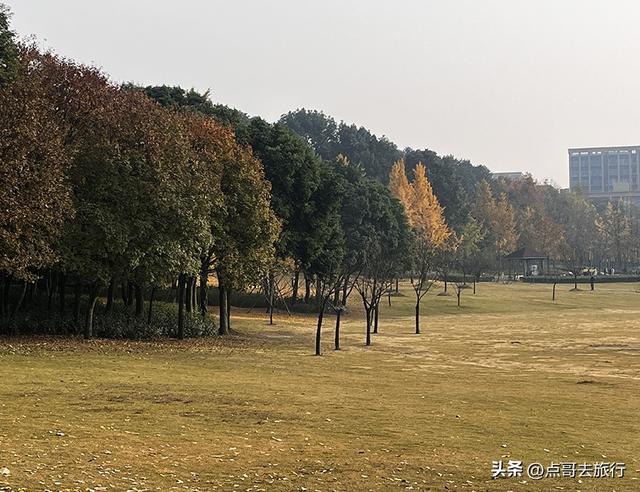 成都城市中的草原牧场，彩林比阿勒泰还美，公交车地铁直达！