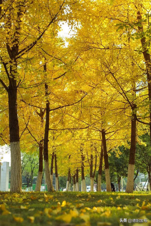 德阳冬季的“顶流”来了!错过等一年……