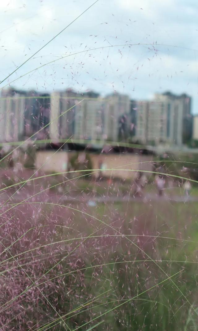 冬日“顶流”大片盛开!超级出片→