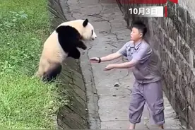 大熊猫渝可飞扑奶妈一幕经典重现图片