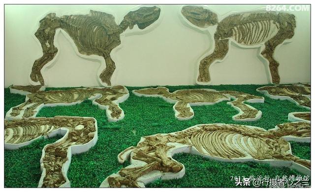 山东行游影记（33）—平邑天宇自然博物馆（八）