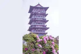 免费赏牡丹！快去洛阳喝茶、听风、赏花吧！图片
