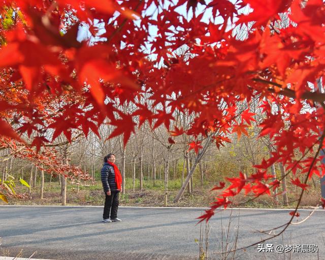 千年古城湖北云梦 冬日暖阳红枫艳