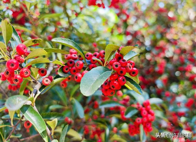 红了！红了！许昌初冬“限定美景”上线……