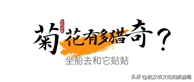 美到华妃都停步！最受欢迎的菊展打卡点就在这里