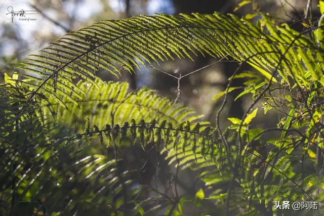 灵鹫山的野樱花快谢了，今年还没看的就别去打扰无为寺的清静啦