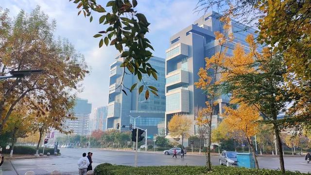 有“杏”遇见！薛城这些银杏林藏着最绚烂的秋天！