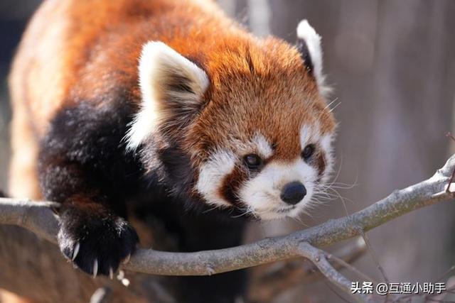 选索尼还是适马？E卡口大光圈长焦变焦镜头巅峰对决！