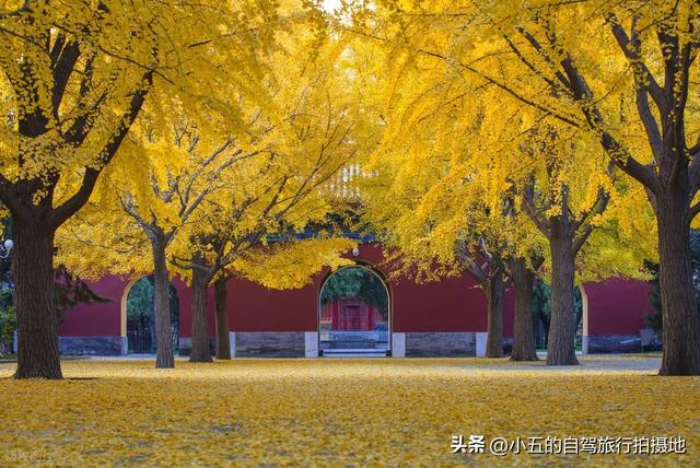 9 地秋日赏秋实测攻略！附最佳时间 + 落地玩法，收藏直接走
