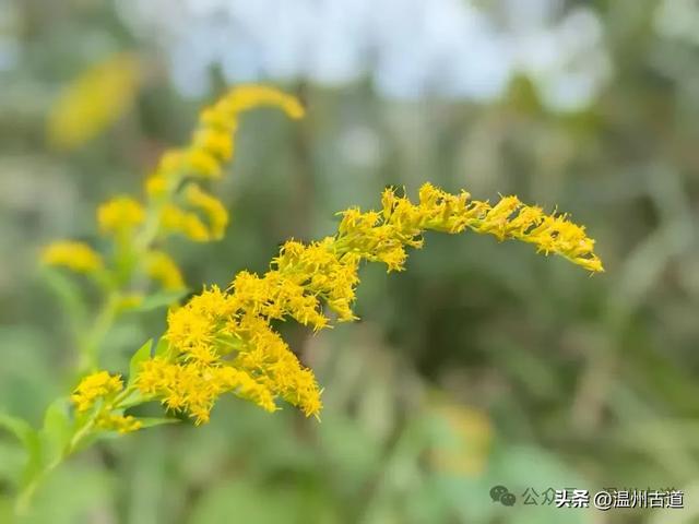 这处以玻璃栈道、落日观景和悬崖木亭而闻名的网红地,你可去过