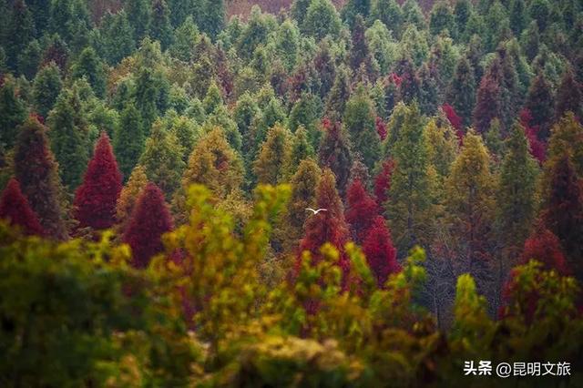 “红”爆!是谁还没有Get昆明的冬天?你知道12月的滇池有多绝?周末冲~