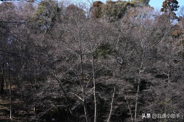 选索尼还是适马？E卡口大光圈长焦变焦镜头巅峰对决！