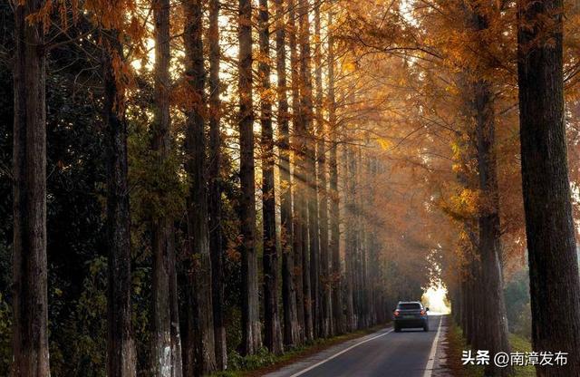 南漳：水杉大道绘就冬日绝美画卷‌