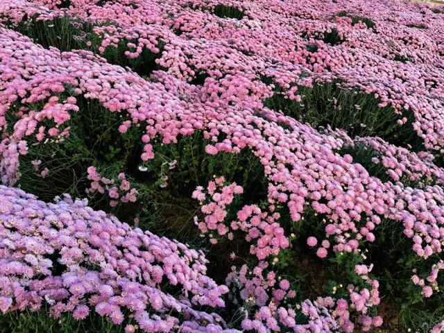 惊艳！三明这片花海已到最佳观赏期！错过又要再等一年