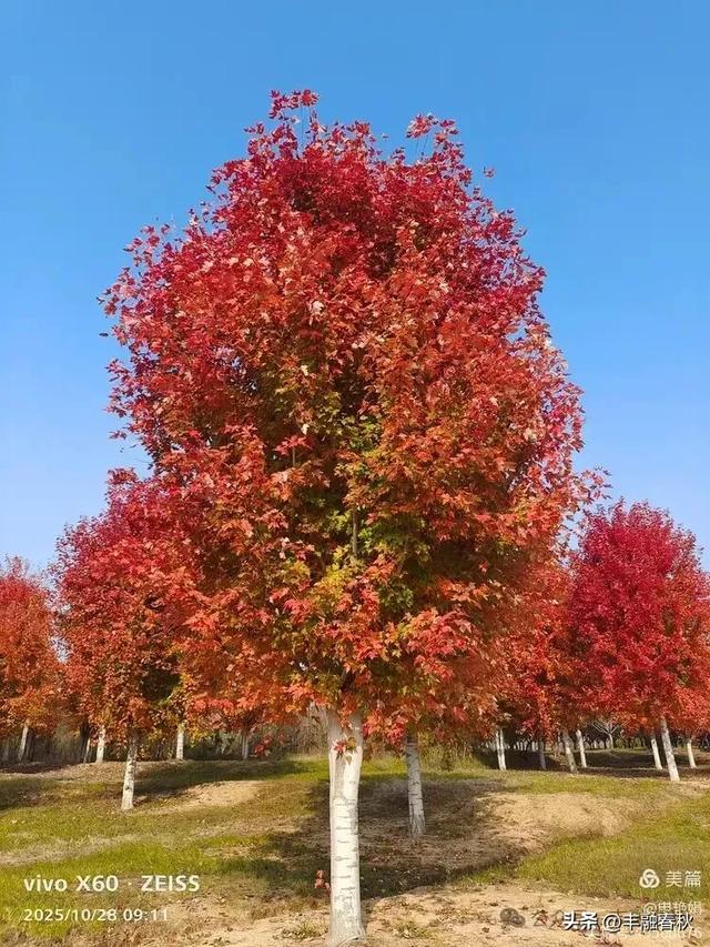 丹枫映秋，枫彩满楼｜申艳娟