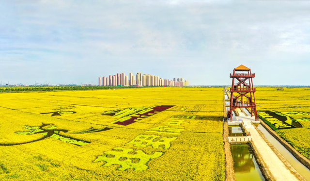 跑游西青！2025西青区半程马拉松住宿+游玩线路福利和攻略来了！