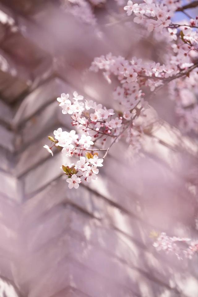 徽县：三月里的花事，温柔了金徽大地