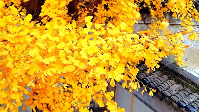 银杏铺金时，赴一场惠山古镇的秋约