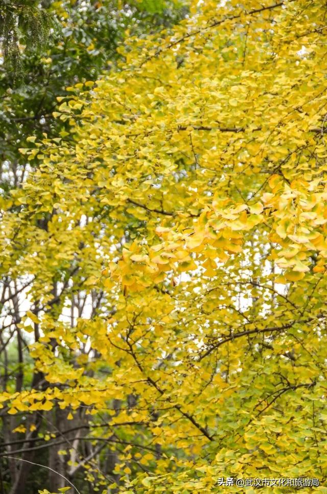 芦花不够看？江滩的银杏已经美疯了！