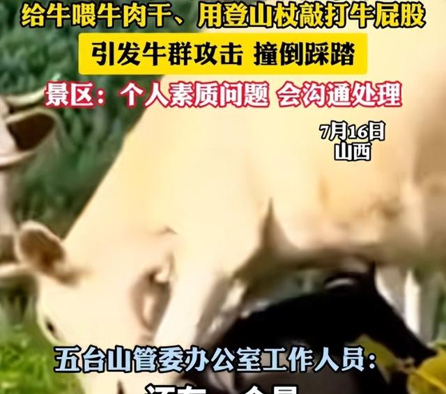 真相大白！男子遭牛群踩踏，不是因为挑逗，知情人透露 目标不是人