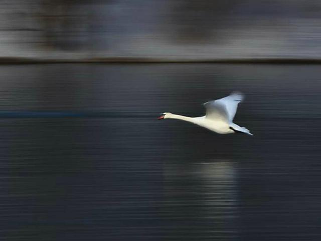 伊宁天鹅泉湿地公园：冬日里的生态诗画