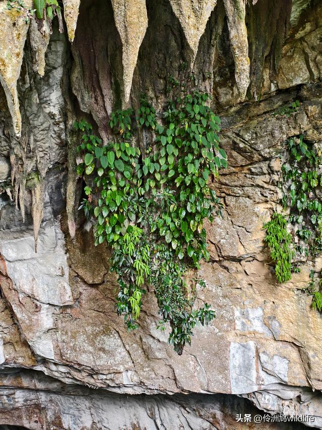 马来西亚(29)砂拉越州③姆鲁山清水洞·风洞