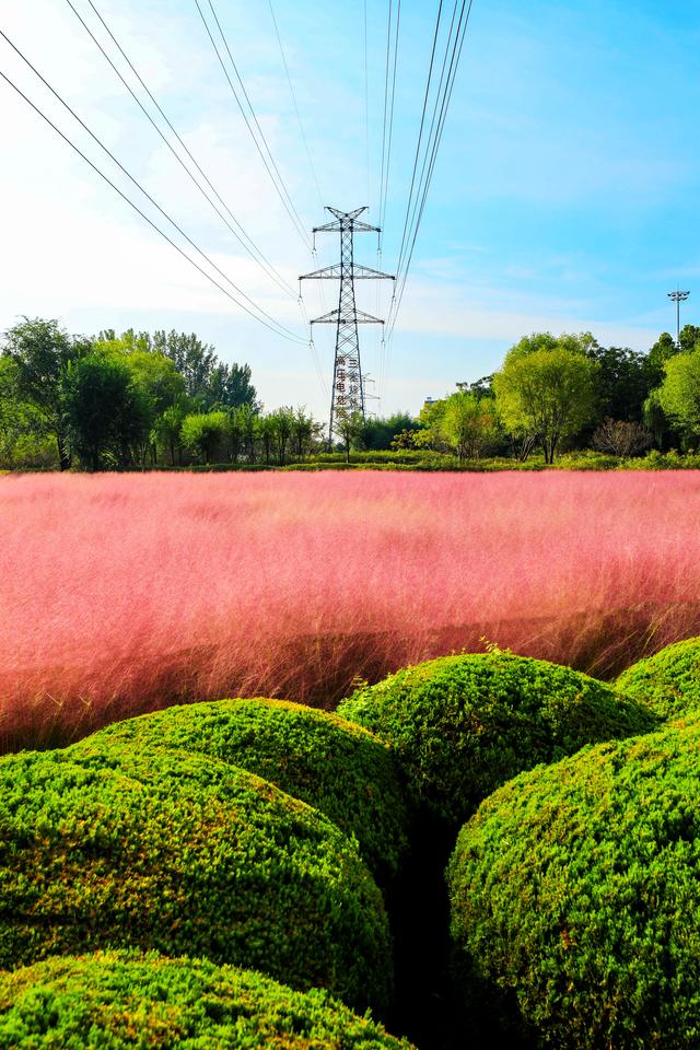 来啊！抓住粉黛小尾巴，错过再等一年！