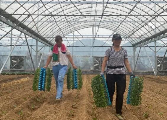 “飞地经济”破题出招 紫色菜花“破圈”出彩