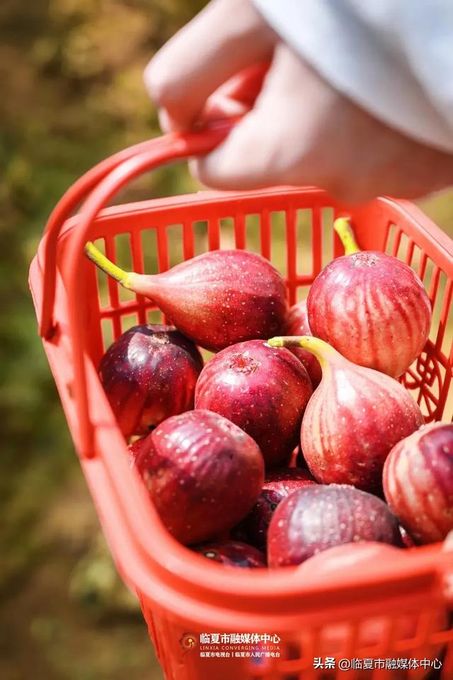 秋天的第一口甜,何必远方?临夏市大庄村的“养颜果”甜到心坎里~
