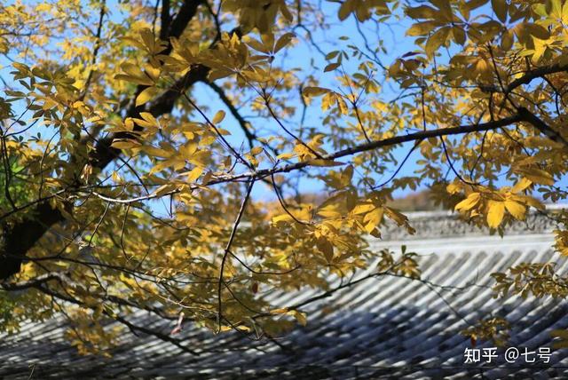 在八大处，寻到了北京最美的秋