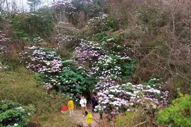 灿若云霞，醉了春光！保康的云锦杜鹃花开正艳图片