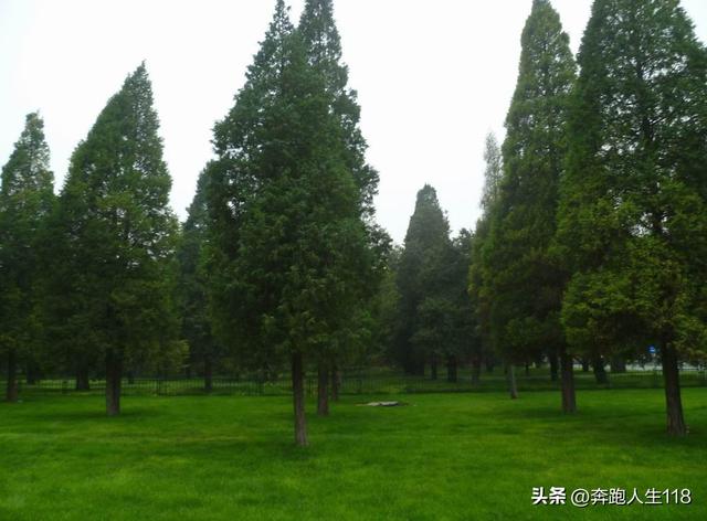 古木参天、绿草如茵，天坛景色秀