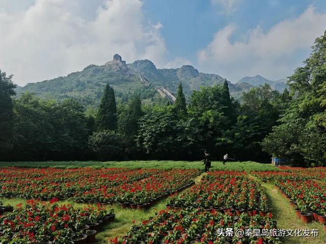 秦皇岛山海关金秋长城菊展开展在即，布展现场抢先看！