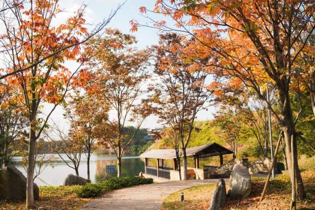 免费！景美！张家港这3处绝美打卡地藏不住了！