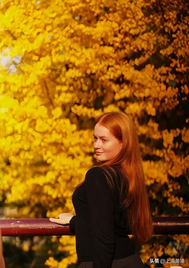 魔都秋日隐藏款！这里的银杏会“穿越”陆家嘴天际线