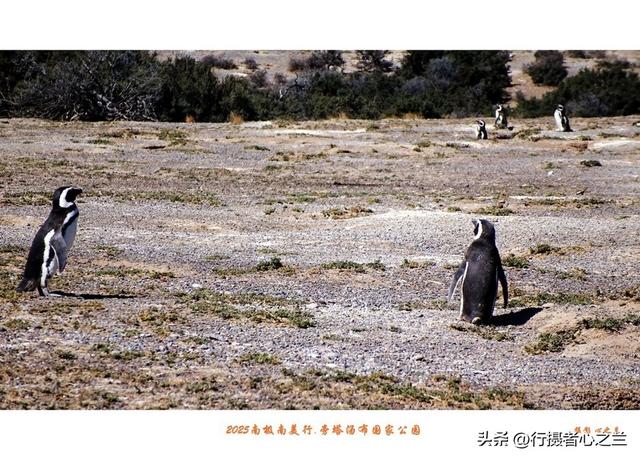 南极南美三国行游影记（77）—阿根廷旁塔汤布国家公园（四）