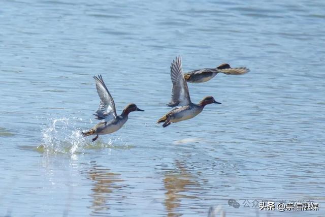 初冬汭河，摇曳一岸诗意时光